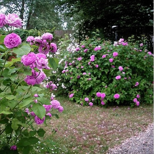 Лилово-розовая - Портландская роза